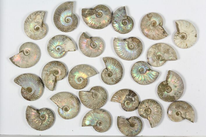Lot: KG Silver Iridescent Ammonites (-) - Pieces #79449
